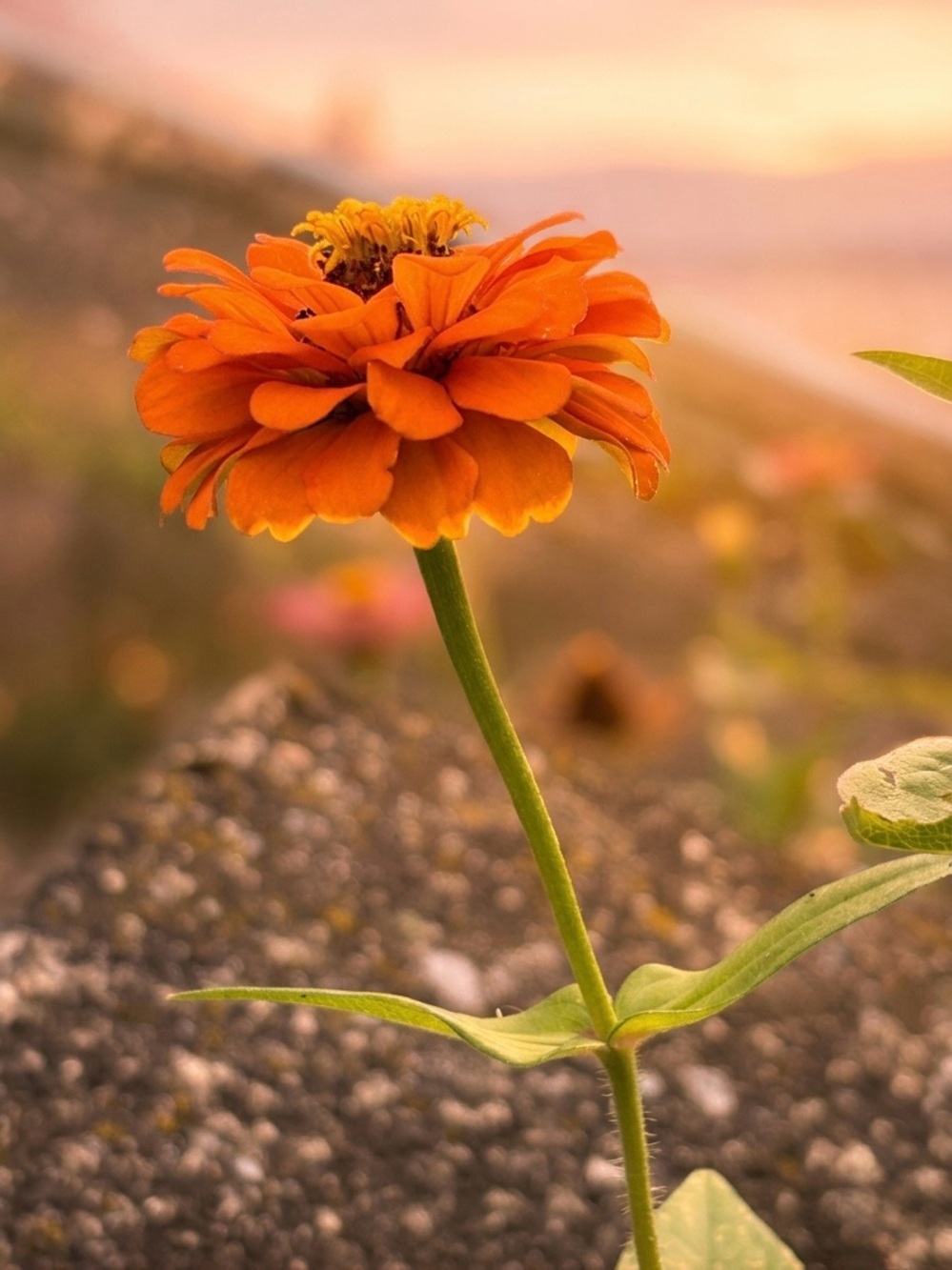 Orange Zinnia Floral Wall Art Print - Home Art Photography